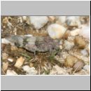 Oedipoda caerulescens - Blauflueglige Oedlandschrecke 10 Teverener Heide.jpg